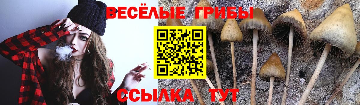 Псилоцибиновые грибы GOLDEN TEACHER Владикавказ